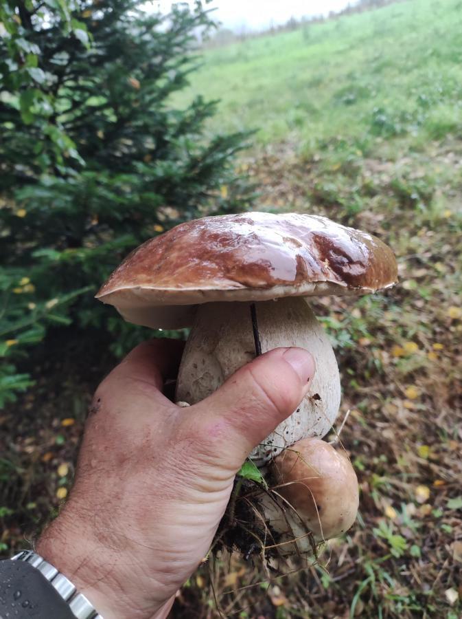 Rezydencja Bukowy Dwor Czarna  Buitenkant foto